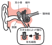 耳の内部